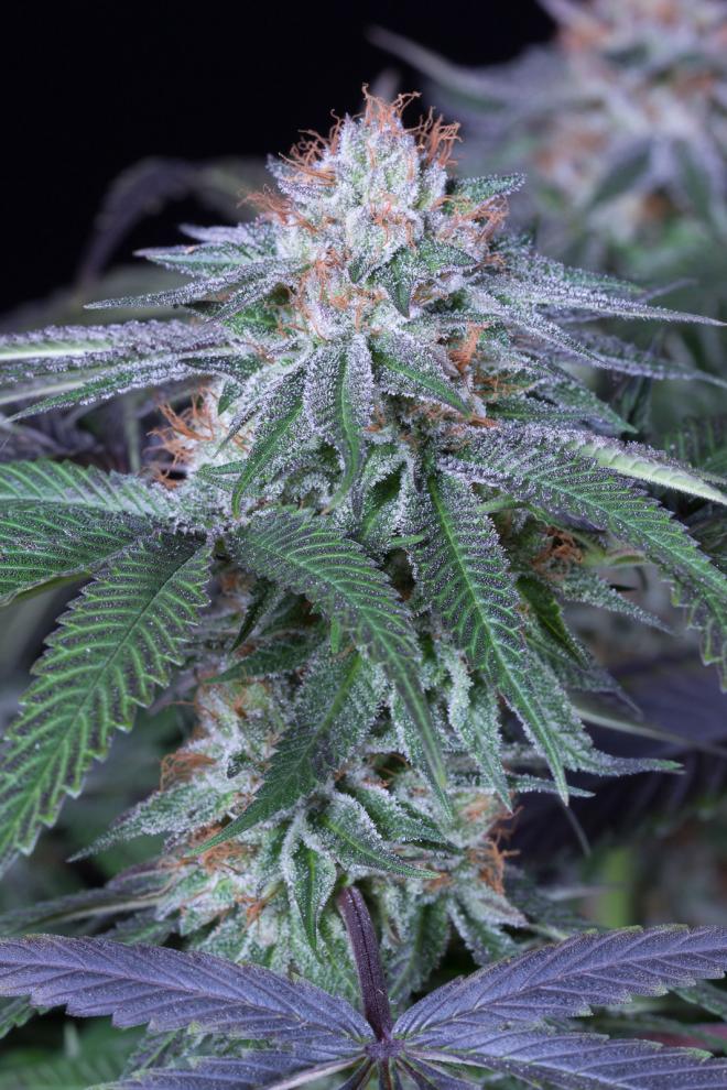 VELVET OCTANE STRAIN - SeedySide