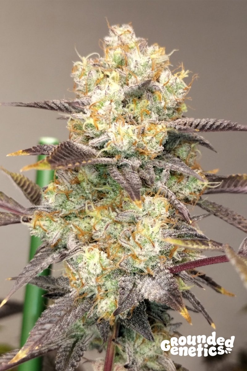 VITAMIN Z (ZUNAMI X Z ROAD) STRAIN - SeedySide