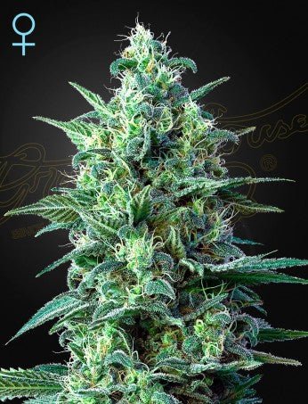 WHITE WIDOW AUTO CBD STRAIN - SeedySide
