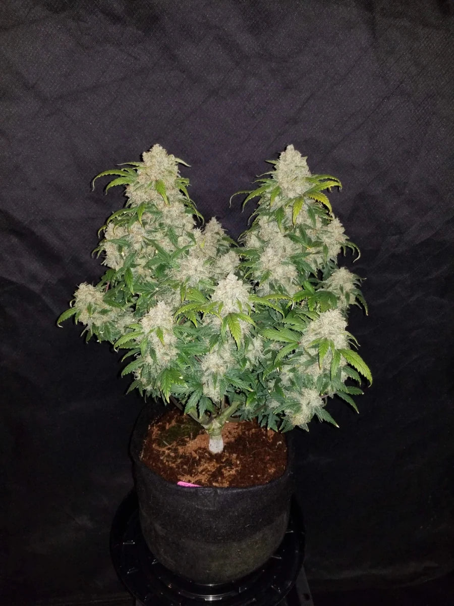 ZKITTLEZ AUTO STRAIN - SeedySide
