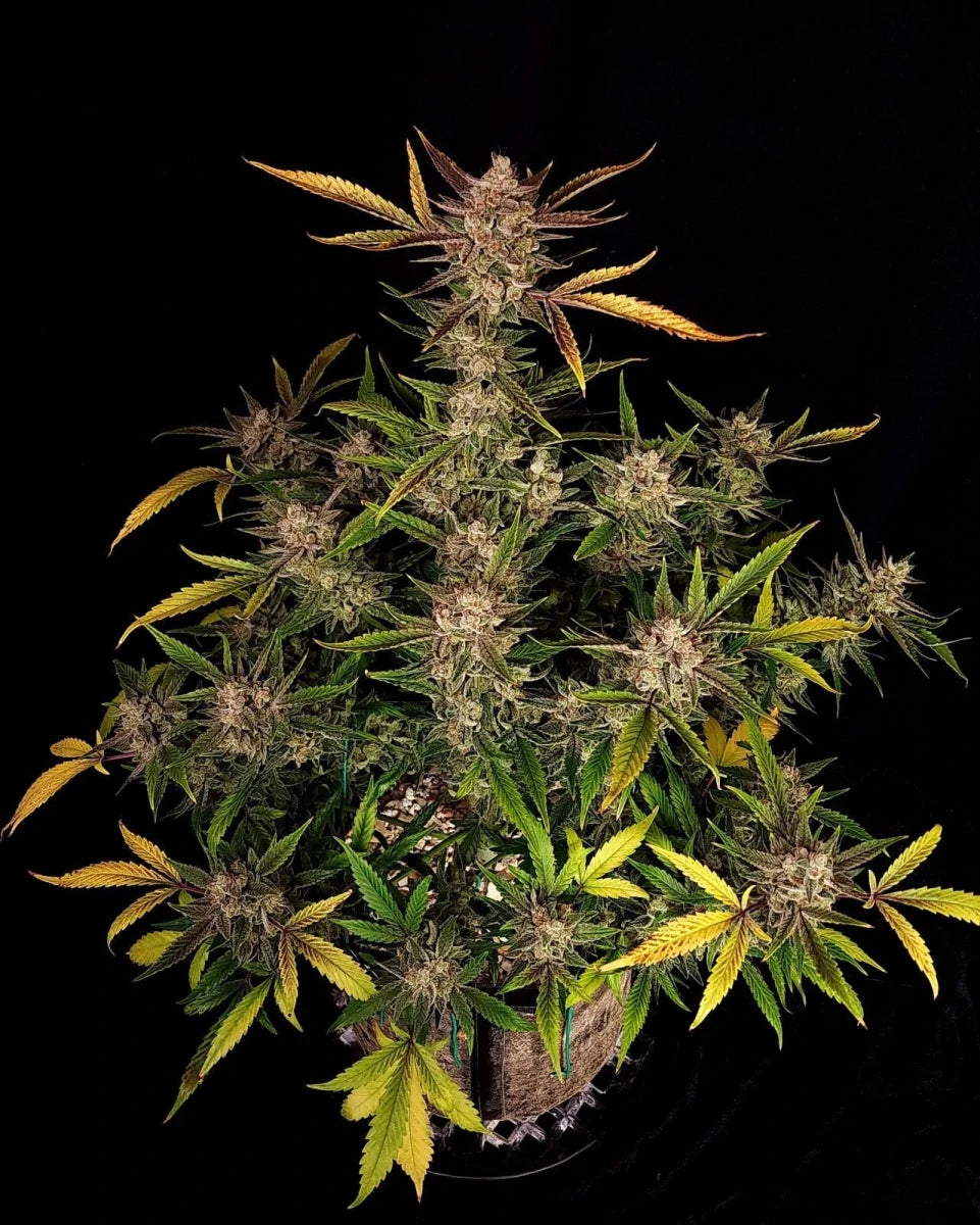 ZTRAWBERRIEZ AUTO STRAIN - SeedySide