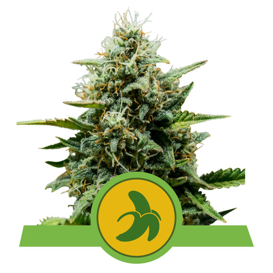 FAT BANANA AUTO STRAIN