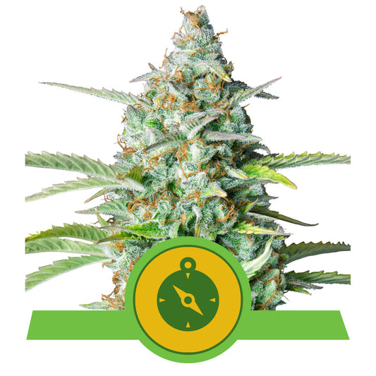 NORTHERN LIGHT AUTO STRAIN
