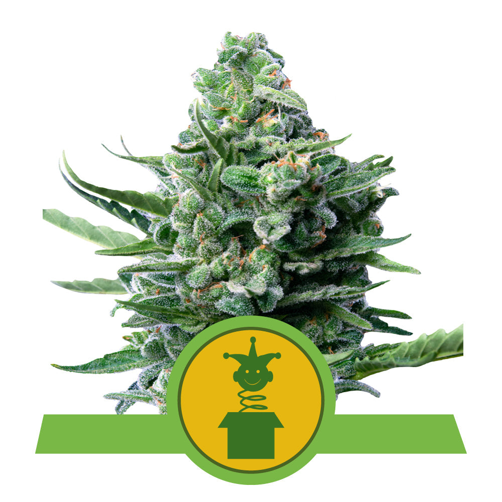 ROYAL JACK AUTO STRAIN