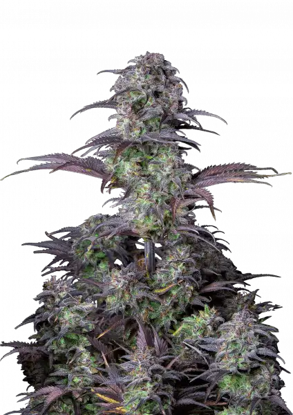 BLUEBERRY AUTO STRAIN
