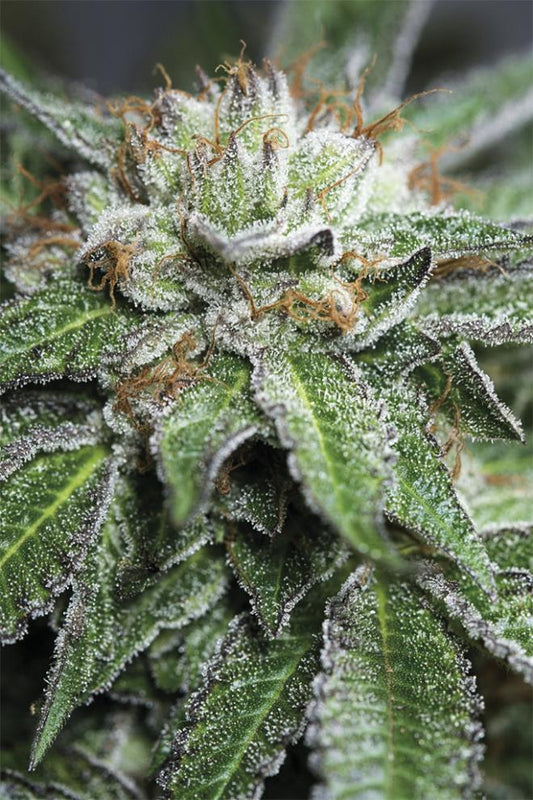 BUBBA KUSH REGULAR STRAIN