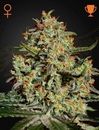 BIG BANG: SKUNK X NORTHERN LIGHT X EL NINO STRAIN