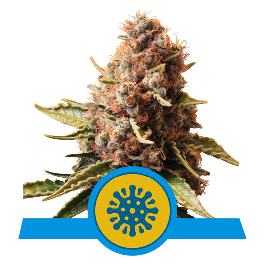 EUROPHIA CBD STRAIN