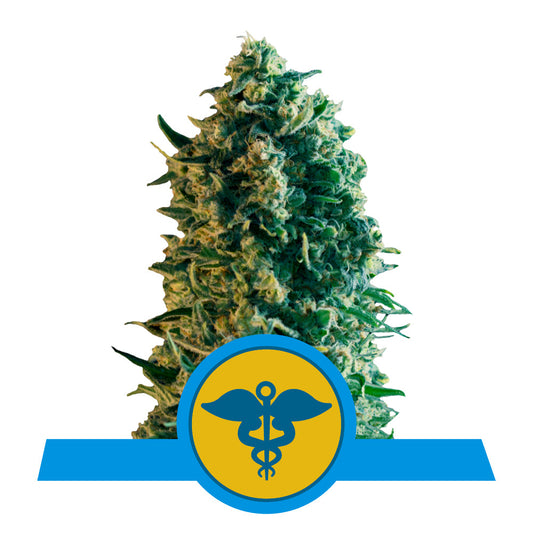 ROYAL MEDIC CBD STRAIN