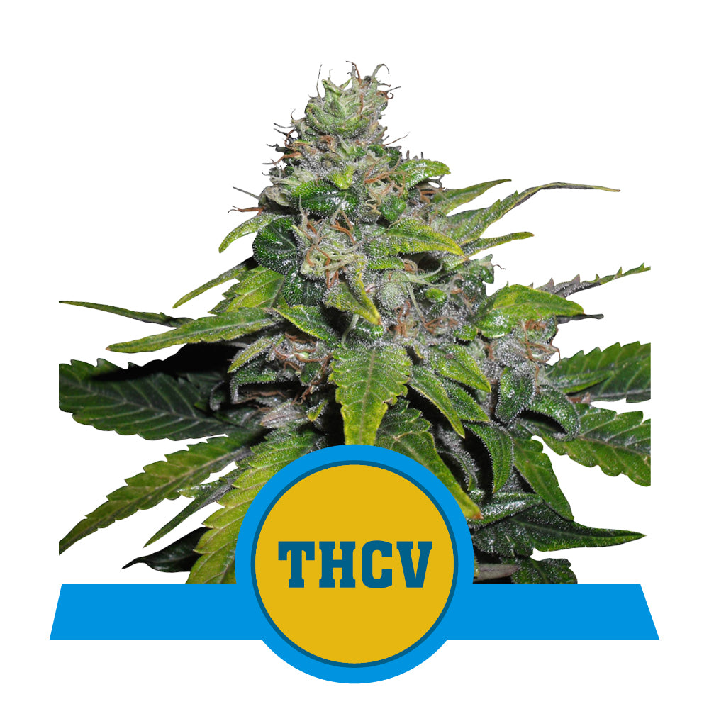 ROYAL THCV CBD STRAIN