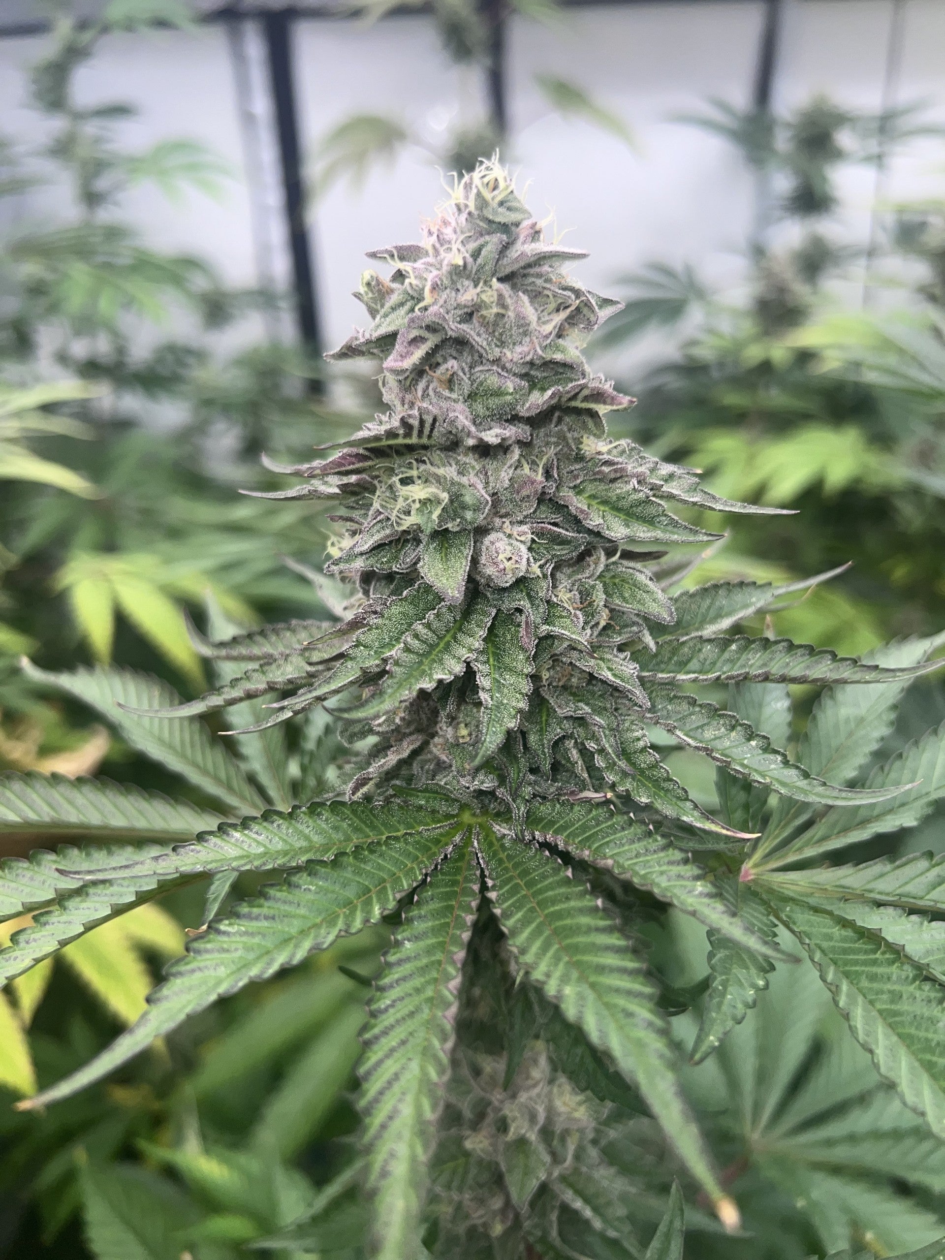 PINK ZHEEZ STRAIN