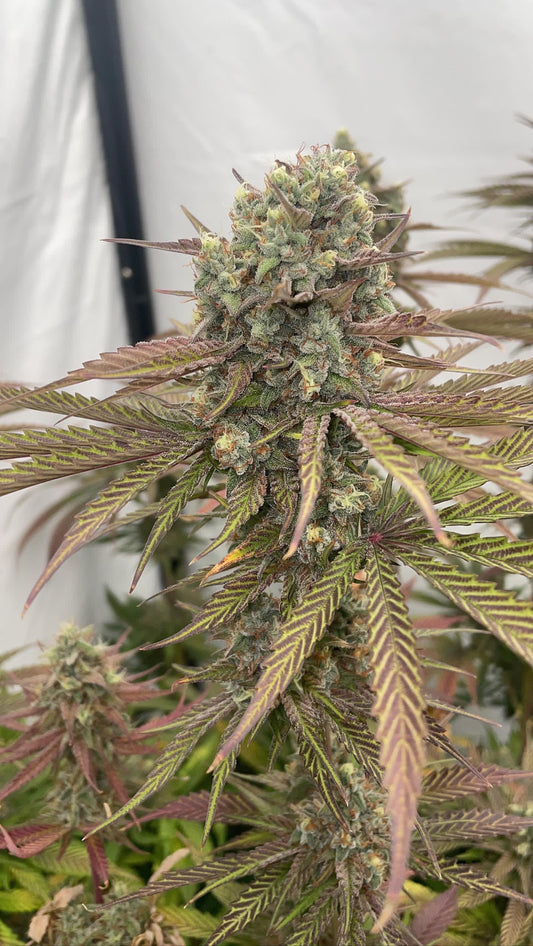 CHOCOLATE MINT OG 2.0 STRAIN