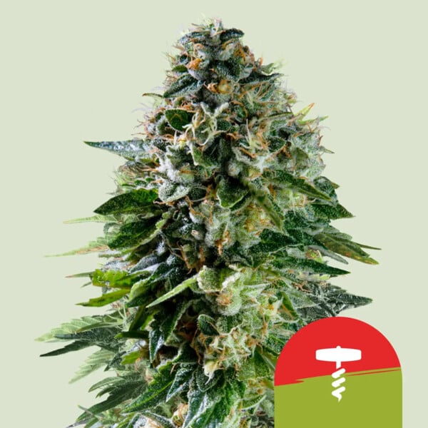 CORKSCREW AUTO STRAIN