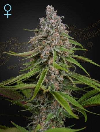 DEEP CANDY CBD STRAIN