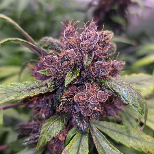 FORBIDDEN CHERRY AUTO STRAIN