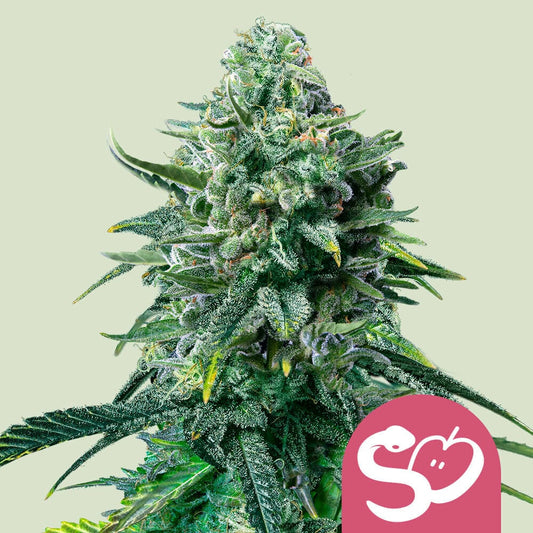FORBIDDEN FRUIT STRAIN