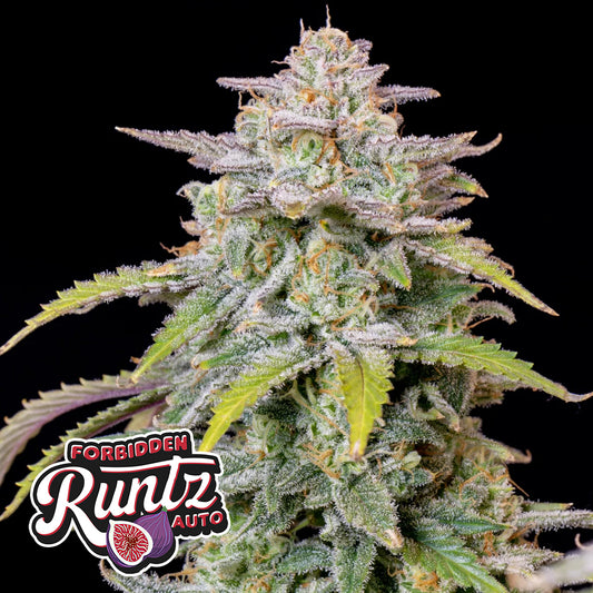 FORBIDDEN RUNTZ AUTO STRAIN