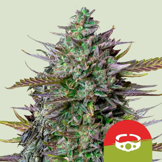 GOATLATO AUTO STRAIN