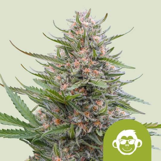 GRAPE APE AUTO STRAIN