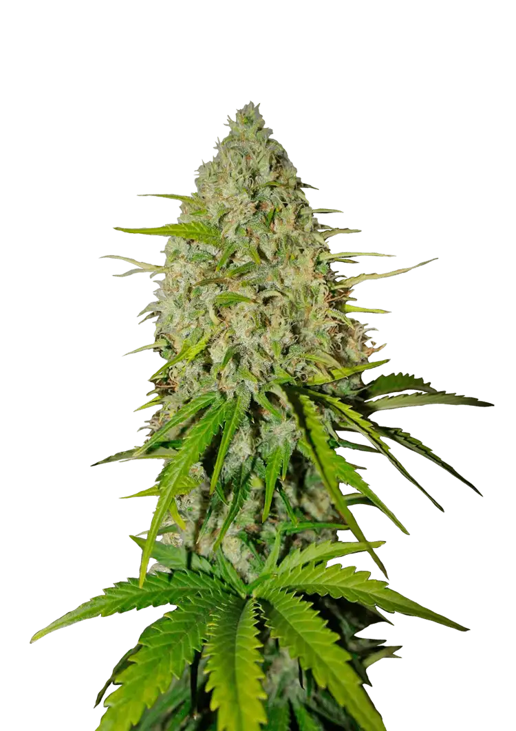 GRAPEFRUIT AUTO STRAIN