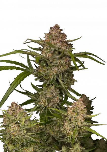 GUAVA AUTO STRAIN