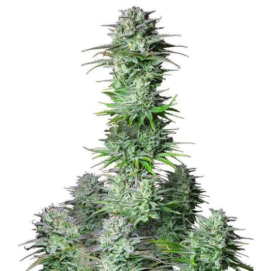 KOSHER CAKE AUTO STRAIN