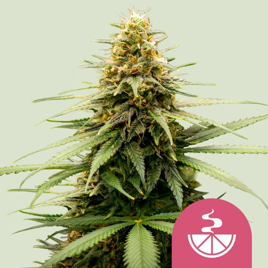 LEMON SKUNK STRAIN