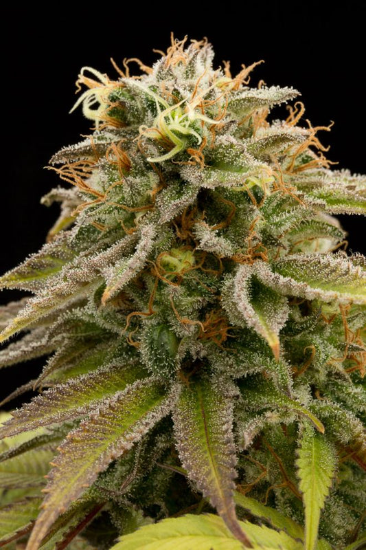 LEMON THAI KUSH REGULAR STRAIN