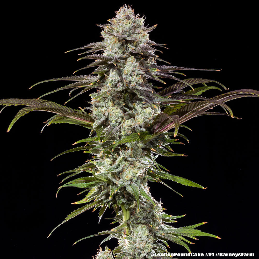 LONDON POUND CAKE STRAIN