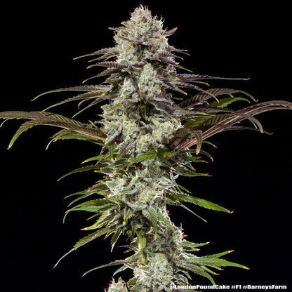 LONDON POUND CAKE STRAIN