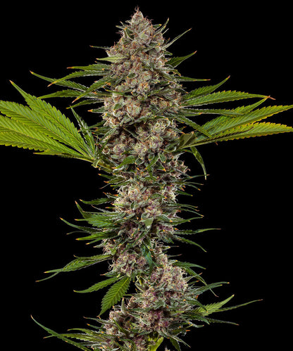 MAC 1 STRAIN