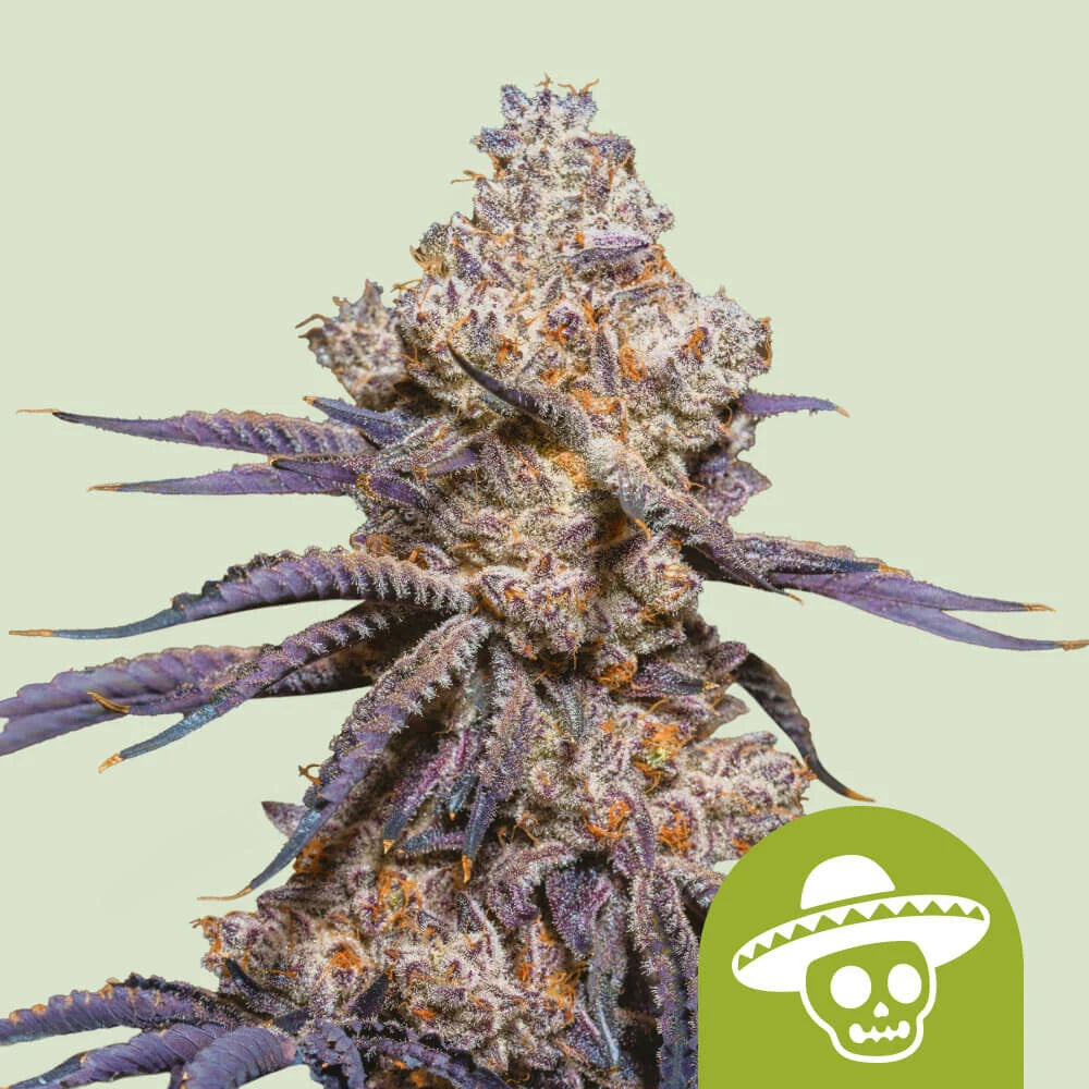 MEXICAN RUSH AUTO STRAIN
