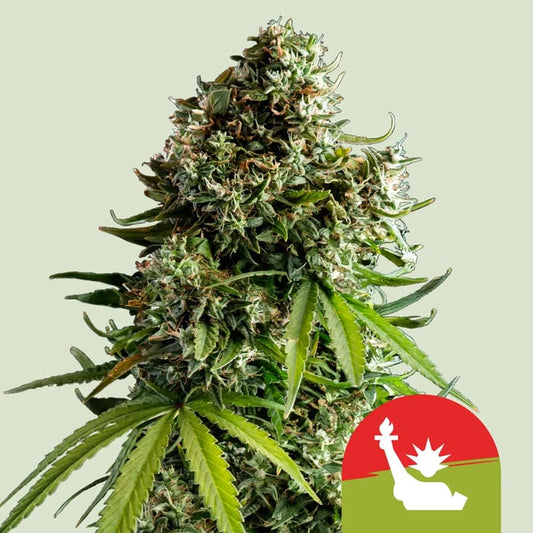 NYC SOUR D AUTO STRAIN