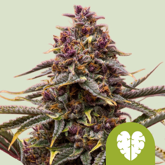 PINK MIST AUTO STRAIN