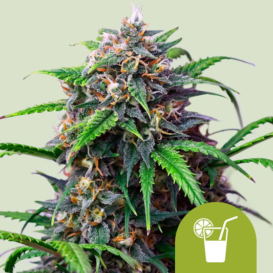 PURPLE LEMONADE AUTO STRAIN
