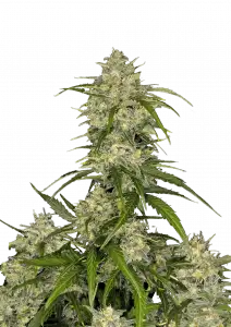 SOUR JEALOUSY AUTO STRAIN