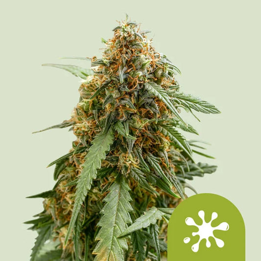STICKY QUEEN AUTO STRAIN