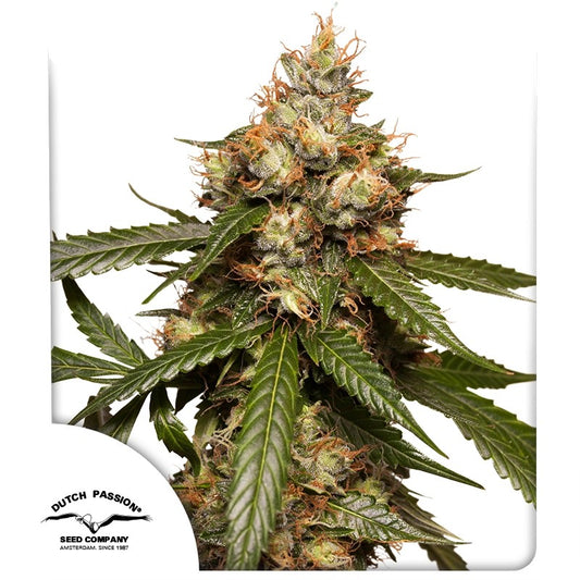 THC VICTORY AUTO STRAIN
