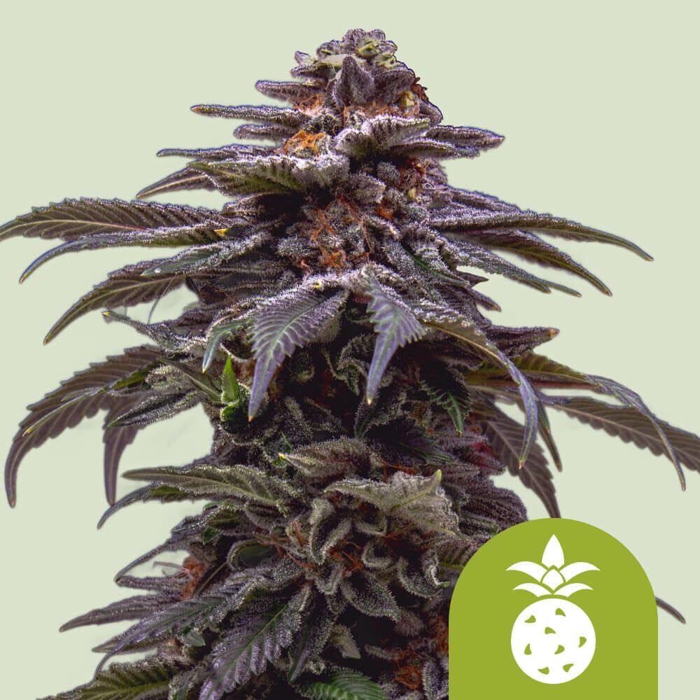 TROPICANA COOKIES PURPLE AUTO STRAIN