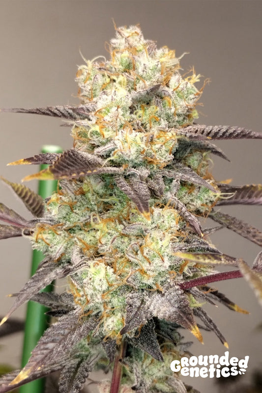 VITAMIN Z (ZUNAMI X Z ROAD) STRAIN