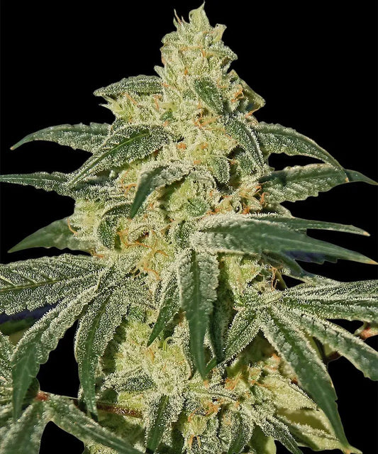 AFGHAN HASH PLANT REGULAR STRAIN - SeedySide