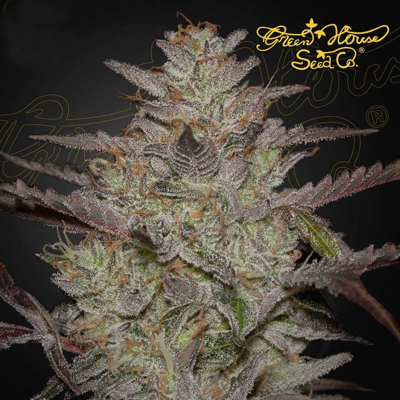 ALIENZ ALIENZ X WATERMELON AUTO STRAIN - SeedySide