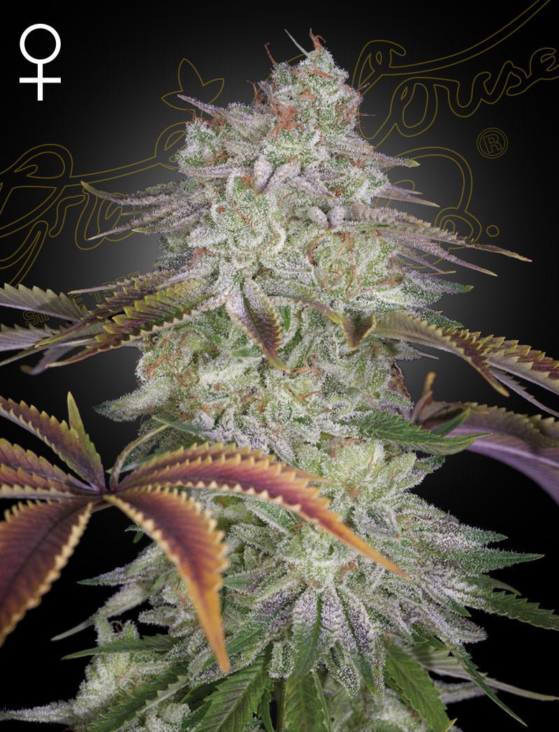 ALIENZ WATERMELON ZKITTLEZ X VELVET MOON STRAIN - SeedySide