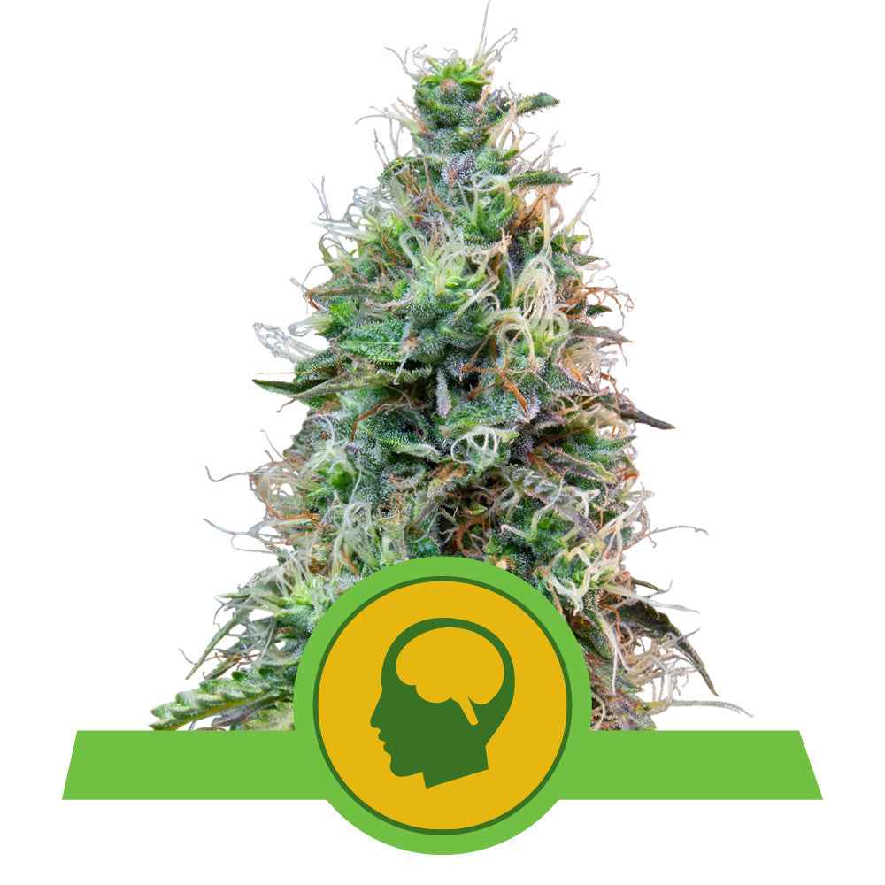 AMNESIA HAZE AUTO STRAIN - SeedySide