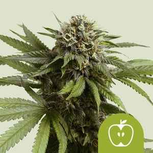 APPLE FRITTER AUTO STRAIN - SeedySide
