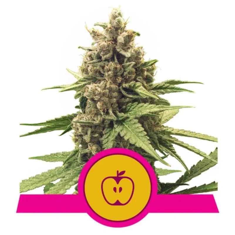 APPLE FRITTER STRAIN - SeedySide