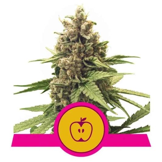 APPLE FRITTER STRAIN - SeedySide
