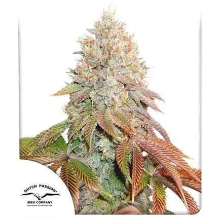 BANANA BLAZE AUTO STRAIN - SeedySide