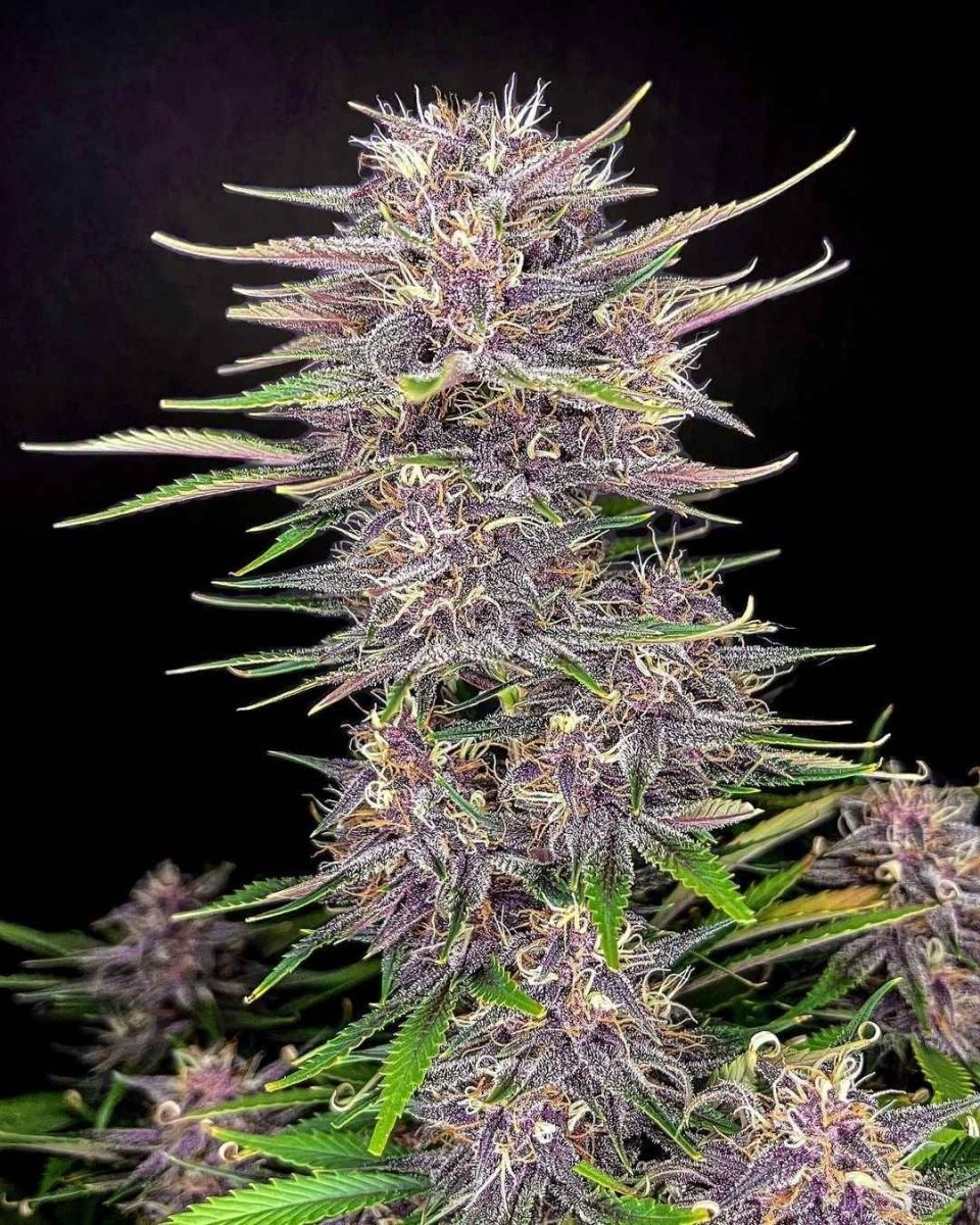BANANA PURPLE PUNCH AUTO STRAIN - SeedySide