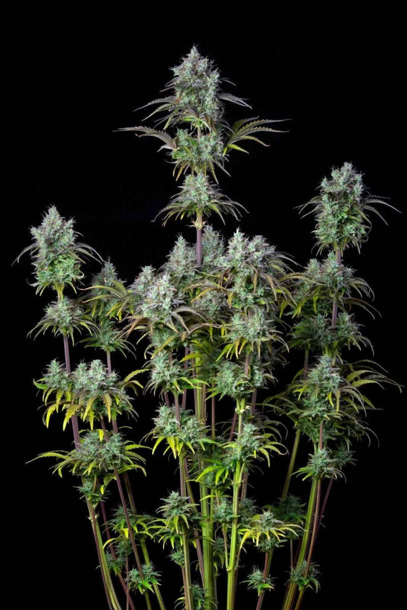 BIG BUD AUTO STRAIN - SeedySide